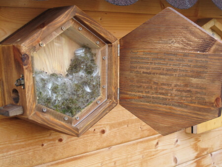 DIY bumblebee nest for observation