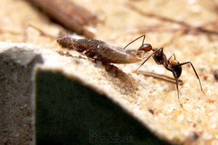 Camponotus nicobarensis