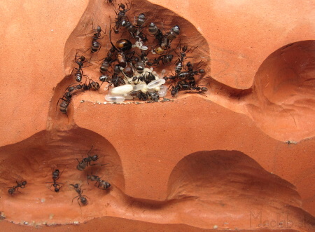 ant nest