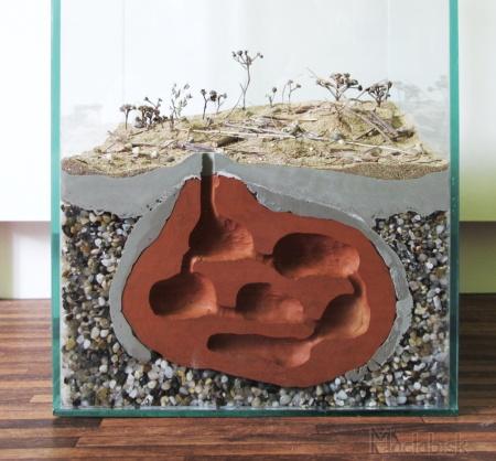 ceramic cly formicarium