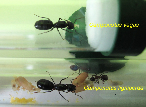 ant queen vagus versus ligniperda