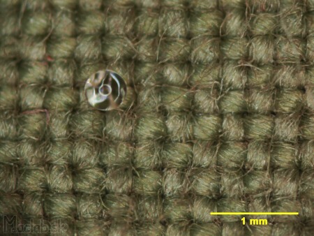 impregnácia kamenec bavlna mikroskopia
