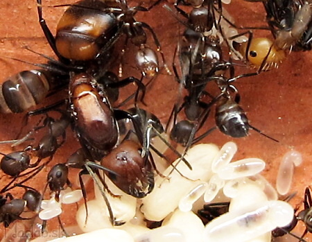 quenn Camponotus nicobarensis