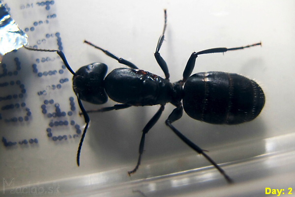 Camponotus vagus