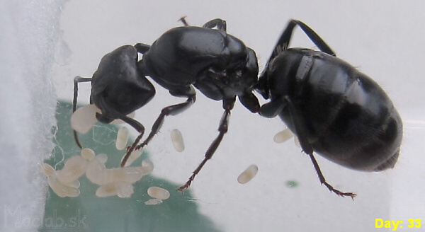 Camponotus vagus