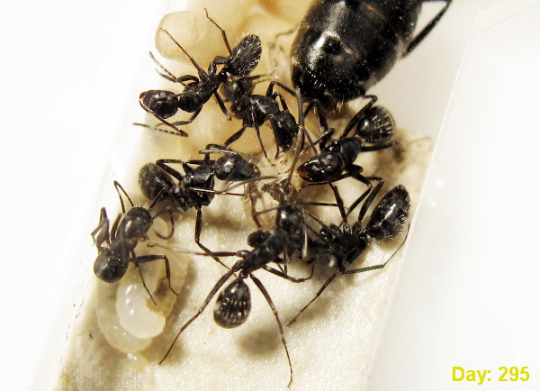 Camponotus vagus