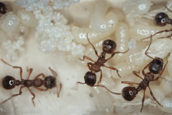 Mravčie vajíčka