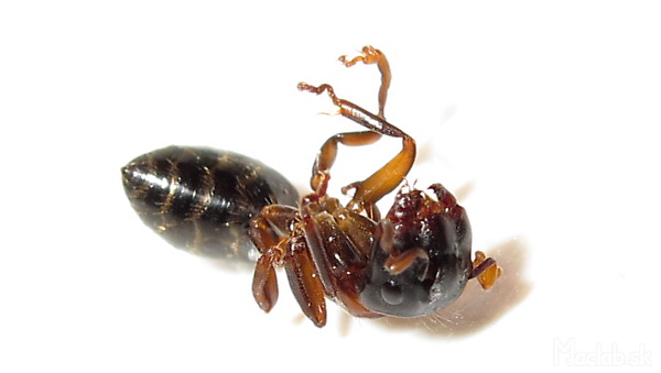 Malformácia Camponotus ligniperda