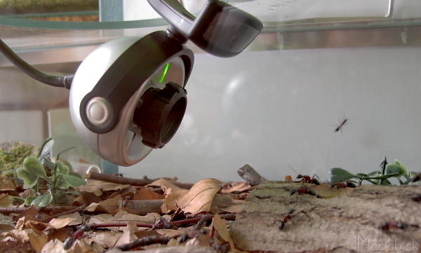 Live web camera Camponotus ligniperda
