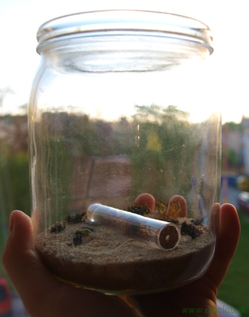Jar formicarium with ants