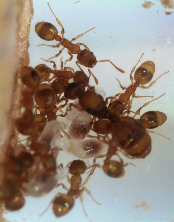 Mravčia kráľovná / Ant queen Leptothorax