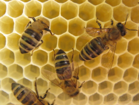 včely a včelie plásty