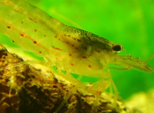 Caridina japonica