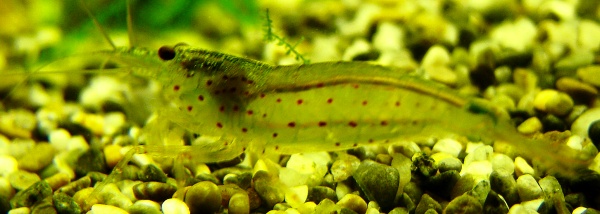 Caridina japonica