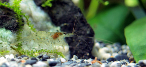 Neocaridina denticulata