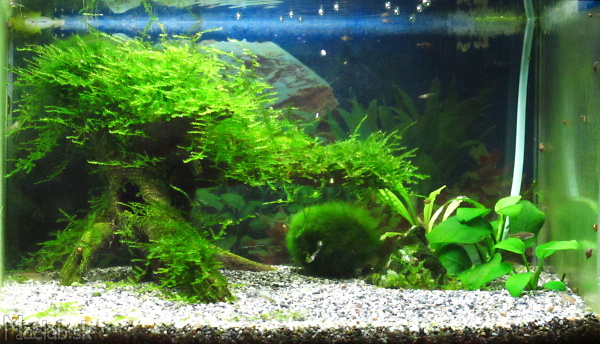 niniakvarium