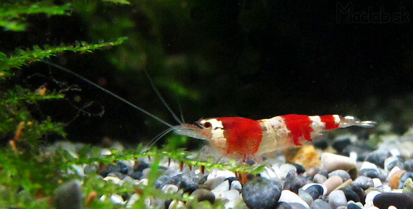 Caridina sp. red crystal