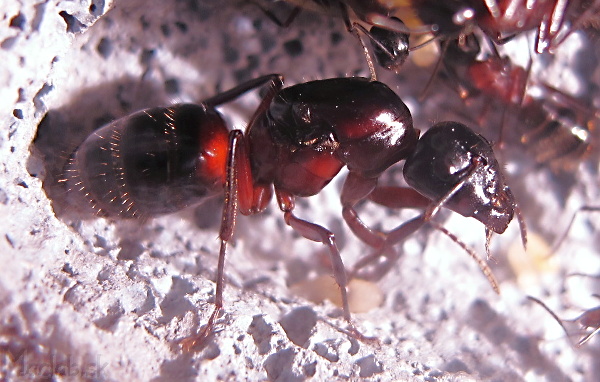 Camponotus ligniperda ant queen