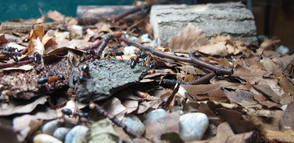 camponotus ligniperda