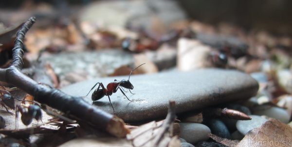 camponotus ligniperda