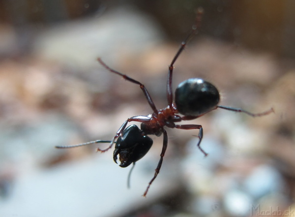 camponotus ligniperda