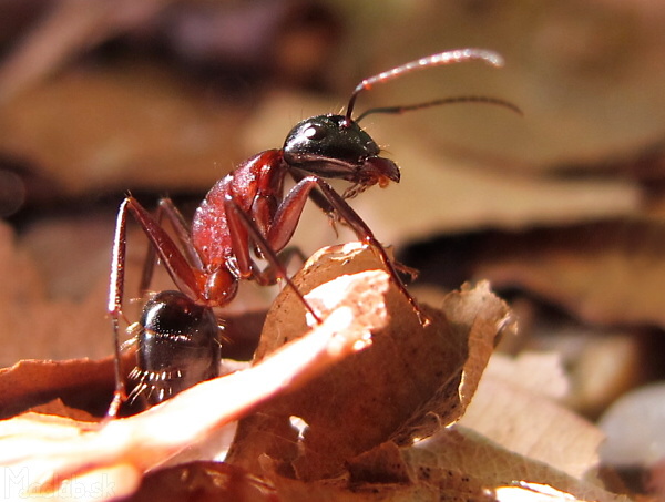 camponotus ligniperda