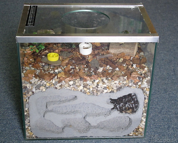 formicarium